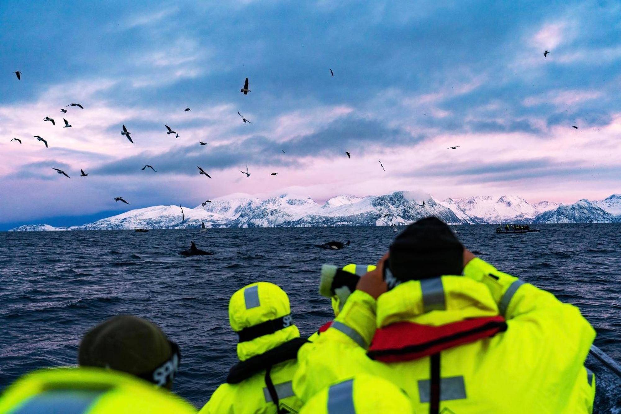 Reisa Lodge Storslett Bagian luar foto